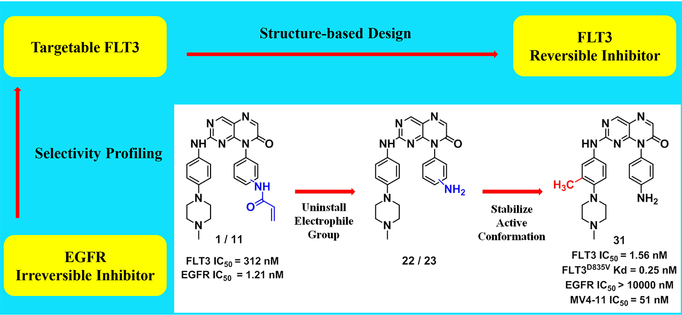 Discovery and Rational Design of Pteridin-7(8H)-one-based Inhibitors Targeting FLT3 and Its Mutants